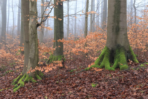 Im Rotbuchen-Wald nahe der Iburg bei Bad Driburg (Kreis Höxter, NRW)