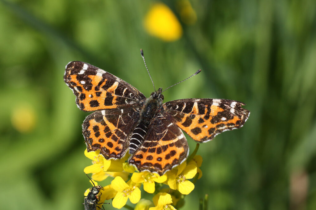 Landkärtchen, Frühjahrsform (Araschnia levana f. levana)