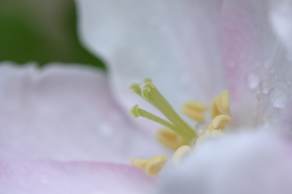 Nach dem phänologischen Kalender zeigt die Blüte des Apfels den Beginn des Vollfrühlings an