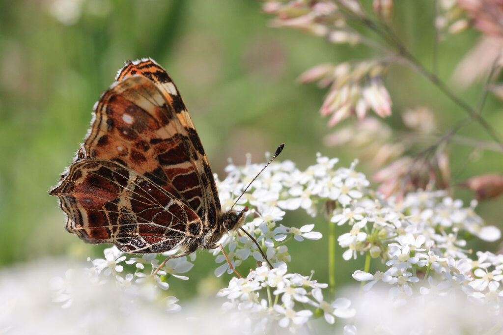 Landkärtchen, Frühjahrsform (Araschnia levana f. levana)