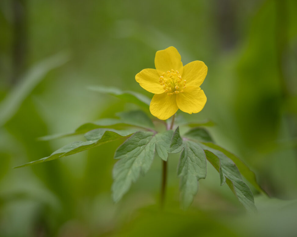 Gelbes Windröschen Anemone ranunculoides