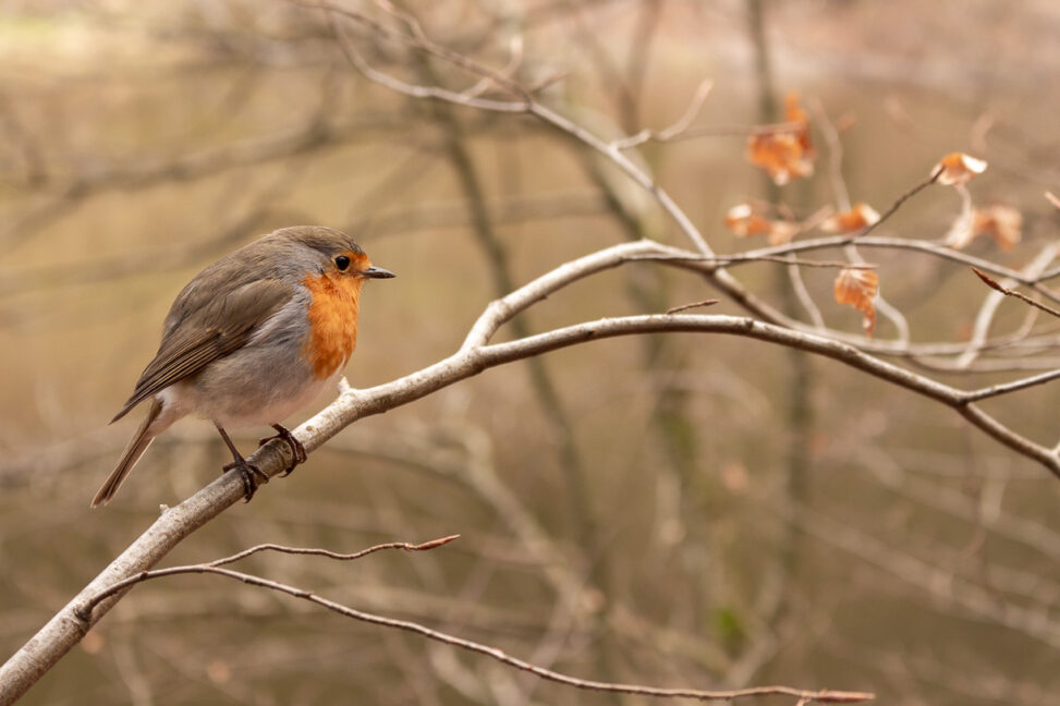 Rotkehlchen Erithacus rubecula (Linnaeus, 1758)