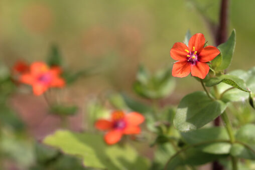 Acker-Gauchheil (Anagallis arvensis)