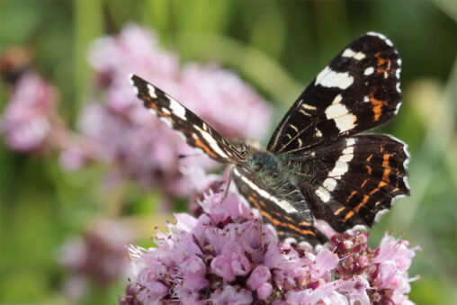 Sommerlandkärtchen (Araschnia levana f. prorsa)