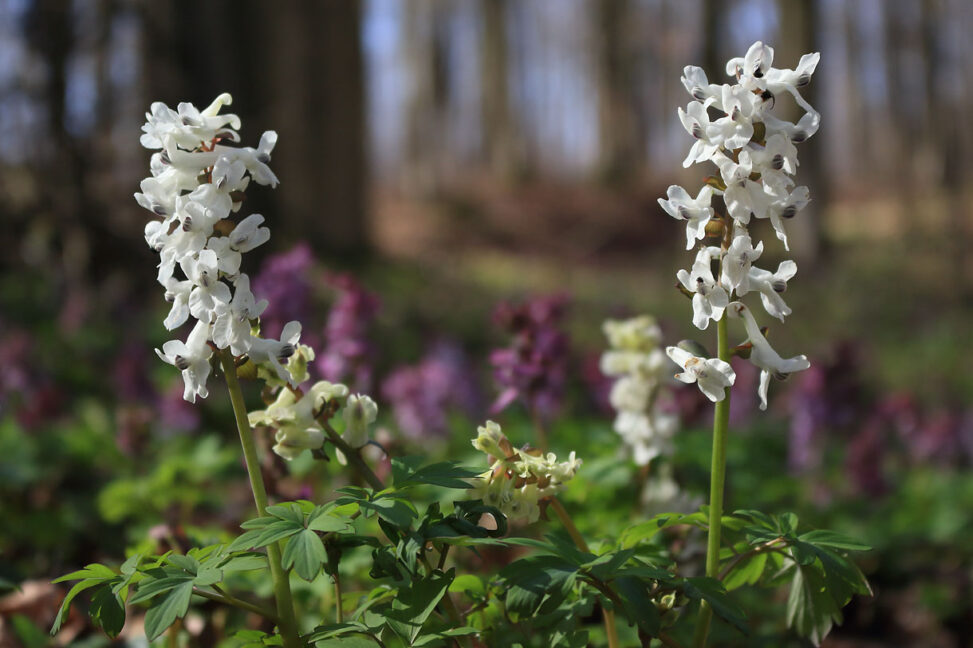 Hohler Lerchensporn (Corydalis cava)