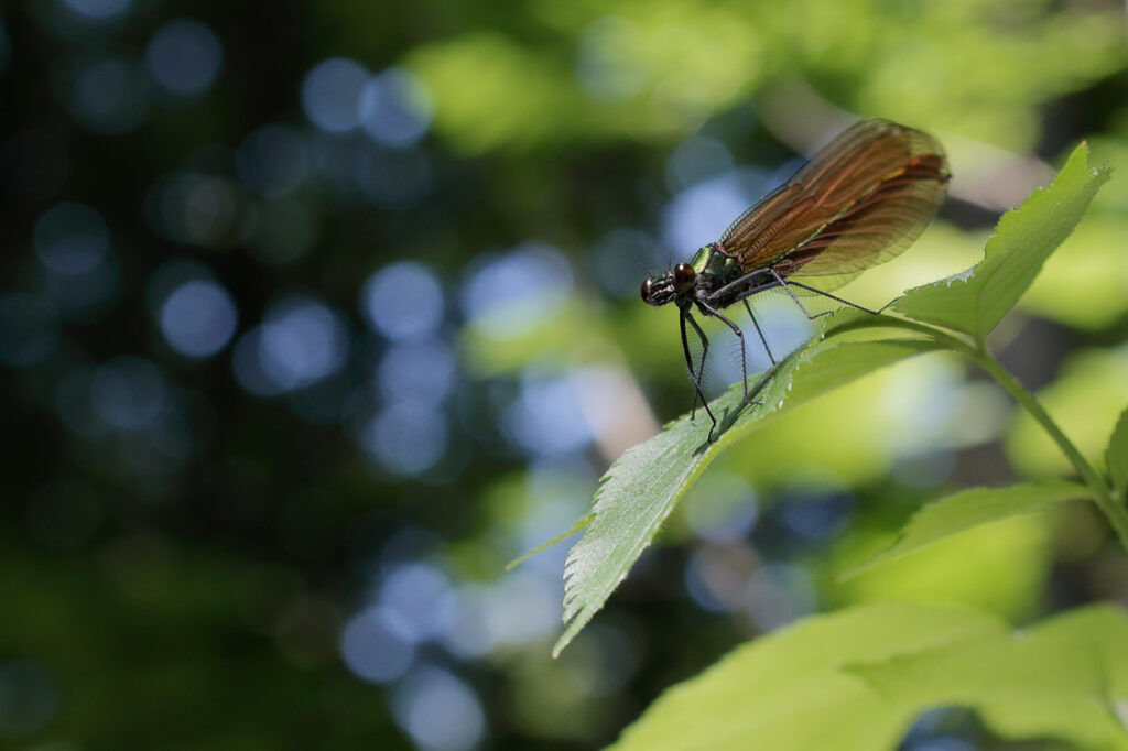 Blauflügel-Prachtlibelle (Calopteryx virgo), Weibchen