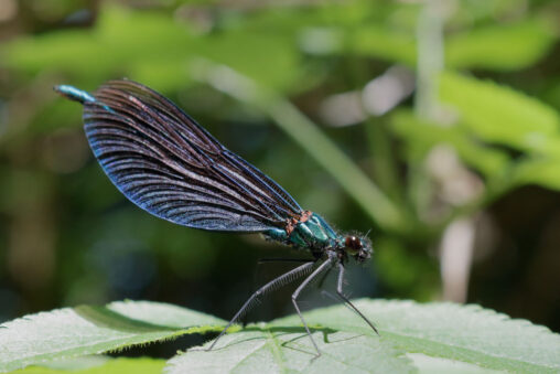 Blauflügel-Prachtlibelle (Calopteryx virgo), Männchen