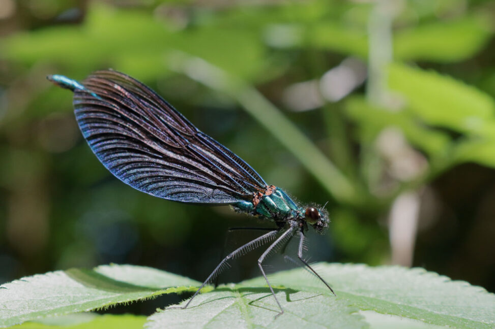 Blauflügel-Prachtlibelle (Calopteryx virgo), Männchen