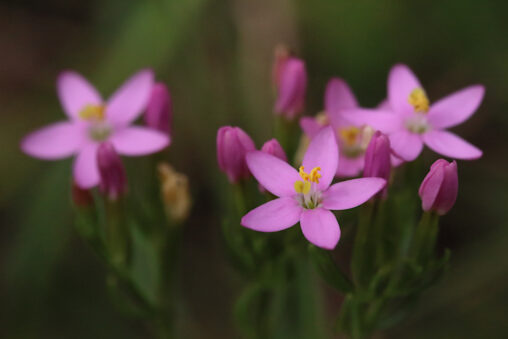Tausendgüldenkraut Centaurium spec.