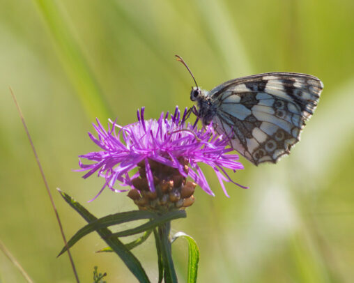 Schachbrett Melanargia galathea