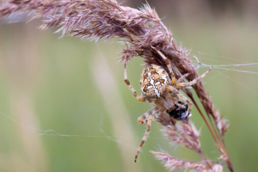 Gartenkreuzspinne Araneus diadematus