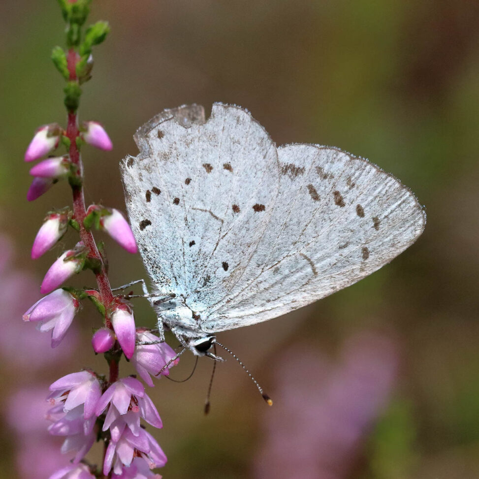 Faulbaum-Bläuling - Celastrina argiolus