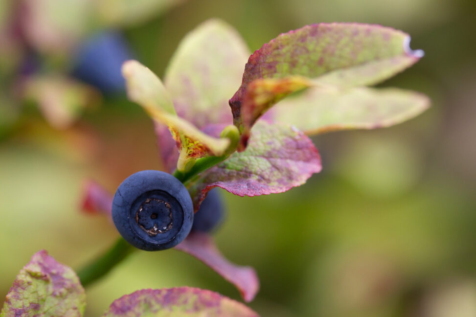 Heidelbeere Vaccinium myrtillus L.