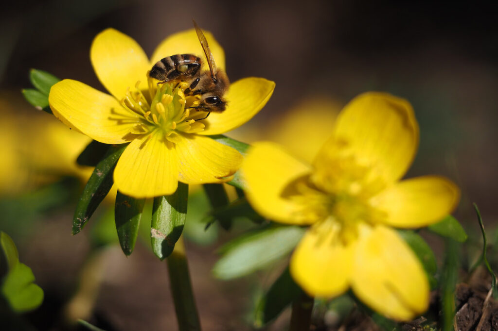 Eine Biene besucht die Blüte des Winterlings (Eranthis hyemalis)