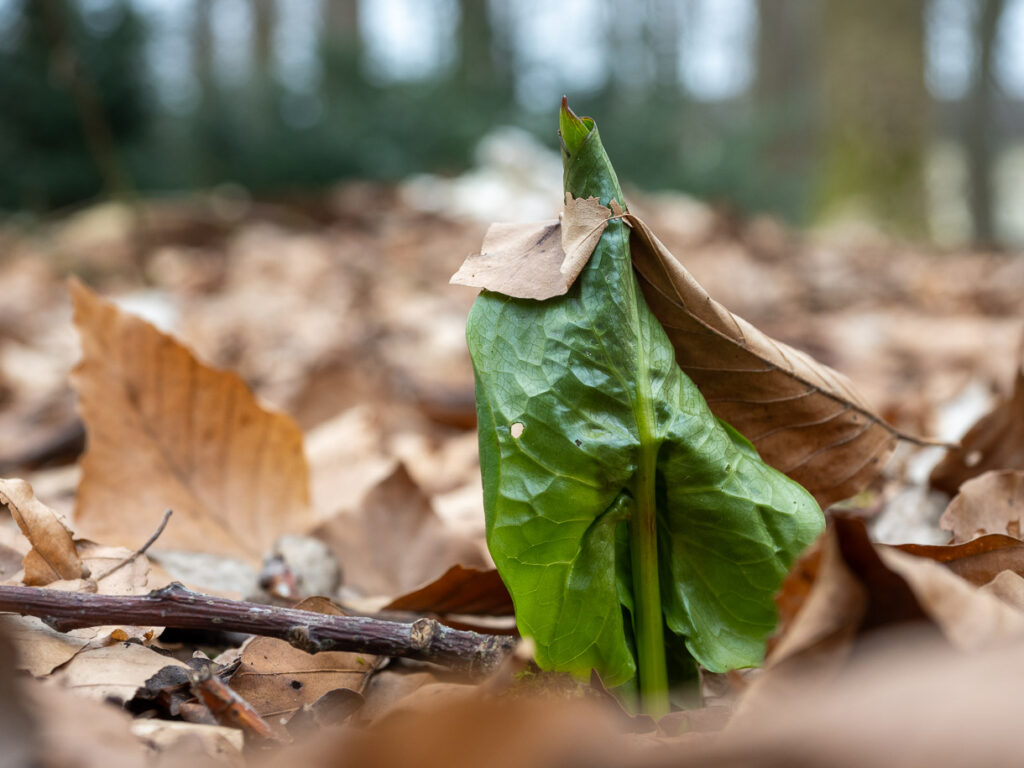 Ein austreibendes Blatt des Gefleckten Aronstabs (Arum maculatum) durchbohrt ein am Waldboden liegendes Buchenblatt des vergangenen Jahres