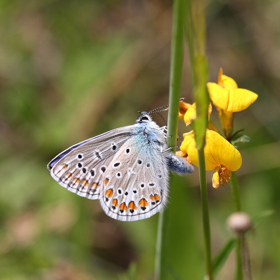 Hauhechel-Bläuling Polyommatus icarus