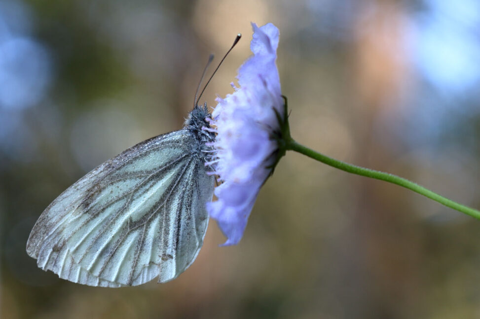 Grünader-Weißling Pieris napi