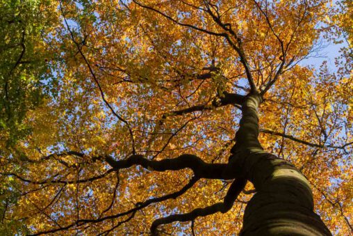 Rotbuche Fagus sylvatica in herbstlicher Färbung
