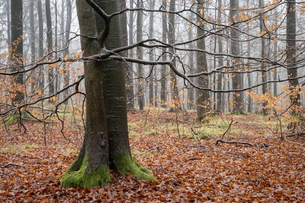 Tanz im Regen
