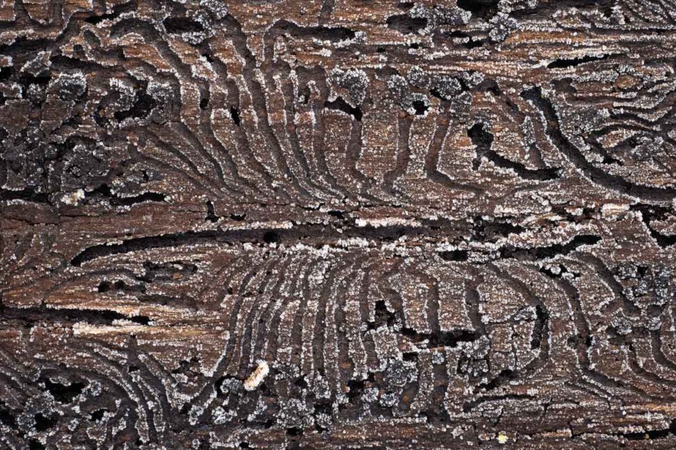 Gänge einer Borkenkäfer-Art in der Borke einer Fichte. Der leichte Reifbesatz hebt die Strukturen hervor.