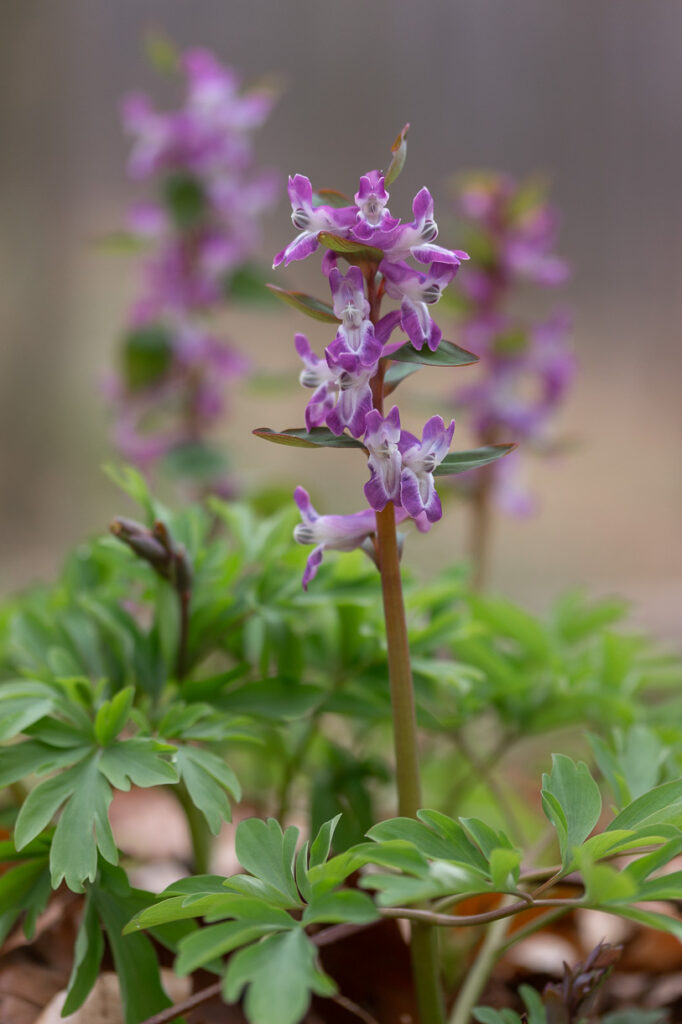 Hohler Lerchensporn Corydalis cava