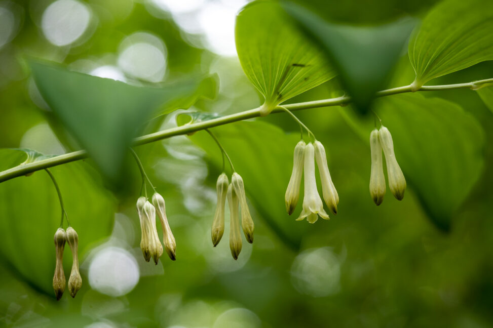 Polygonatum multiflorum