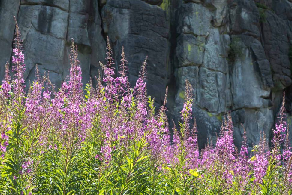 Schmalblättriges Weidenröschen Epilobium angustifolium