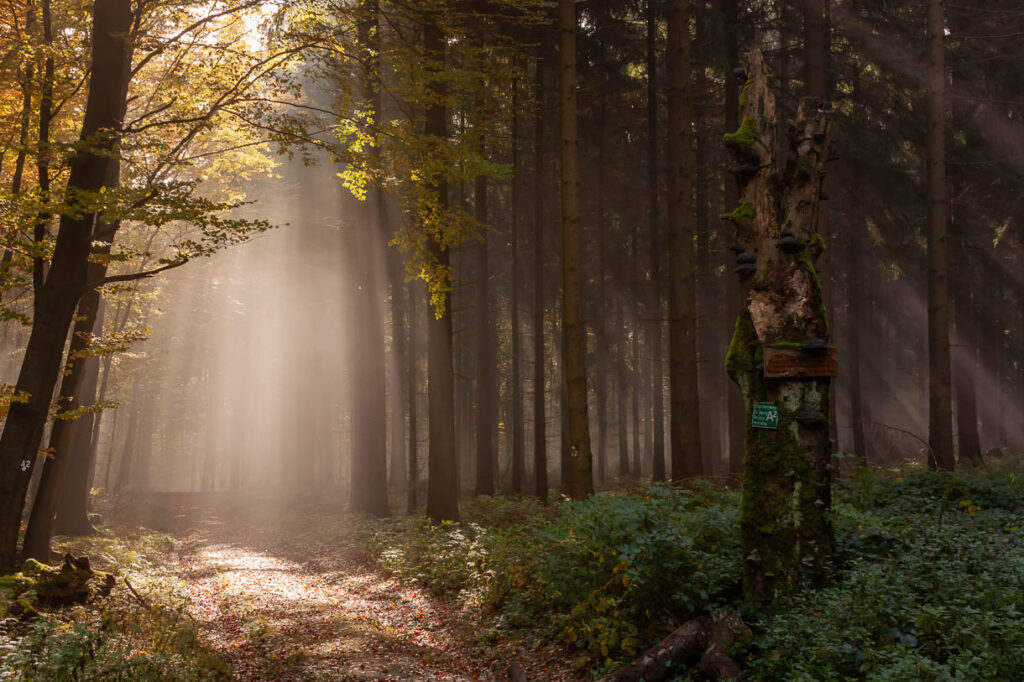 Morgenlicht, Heineweg bei Bad Driburg