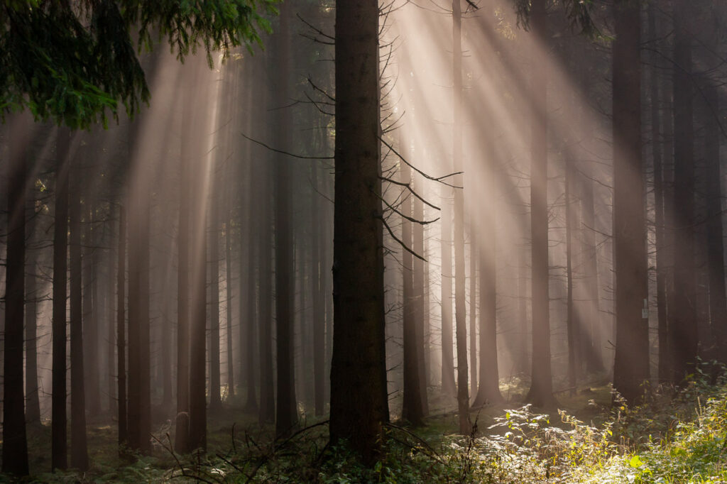 Morgenlicht im Fichtenwald, Eggeweg bei Bad Driburg