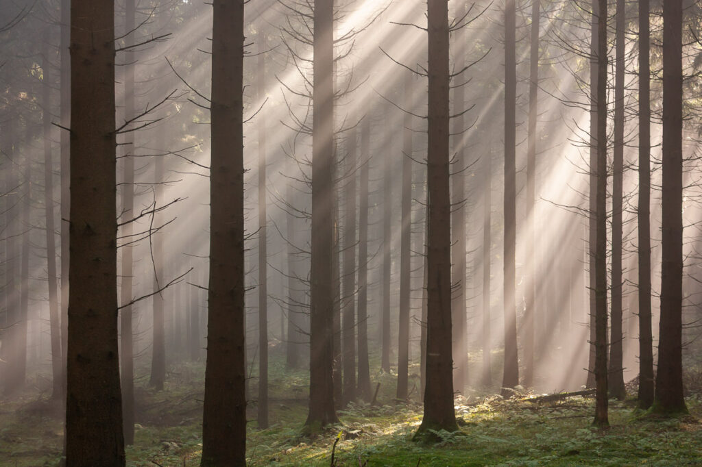 Morgenlicht im Fichtenwald, Eggeweg bei Bad Driburg