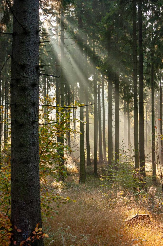 Morgenlicht im Fichtenwald, Eggeweg bei Bad Driburg
