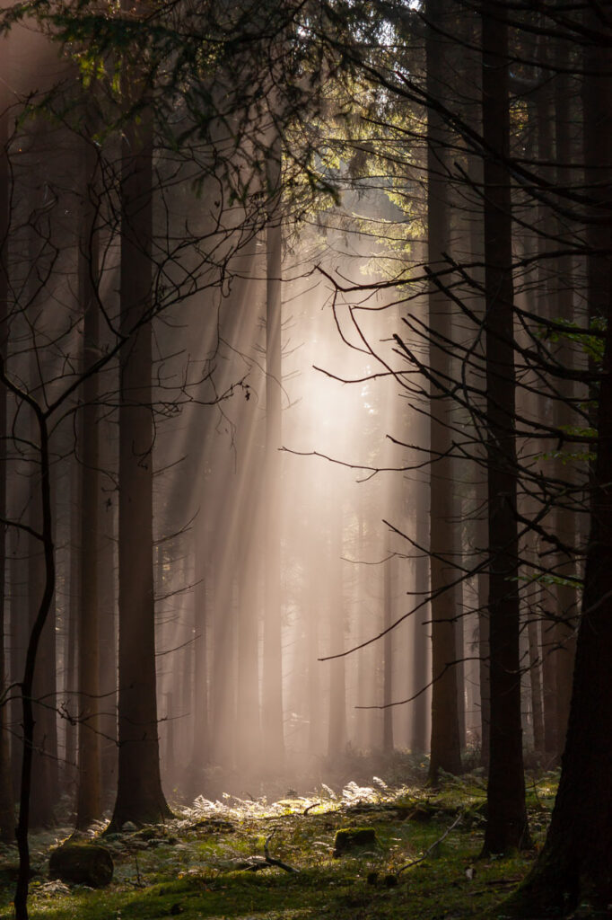 Morgenlicht im Fichtenwald, Eggeweg bei Bad Driburg