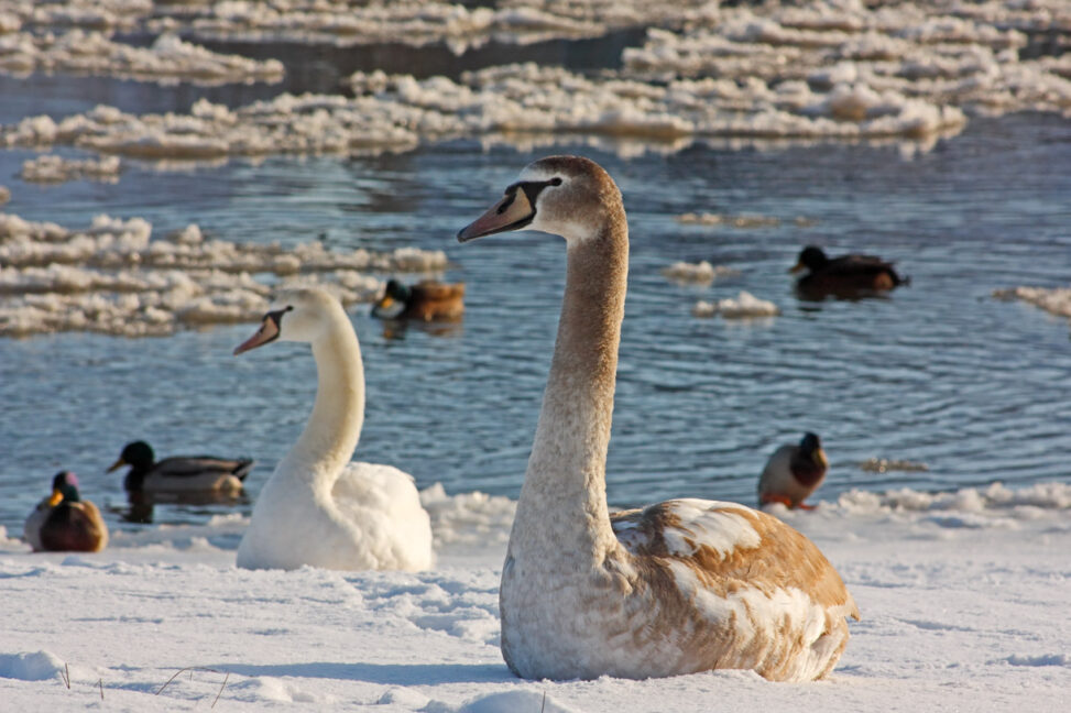 Junge Höckerschwäne (Cygnus olor) am Ufer der Eischollen führenden Weser bei Beverungen (Kreis Höxter, NRW).
