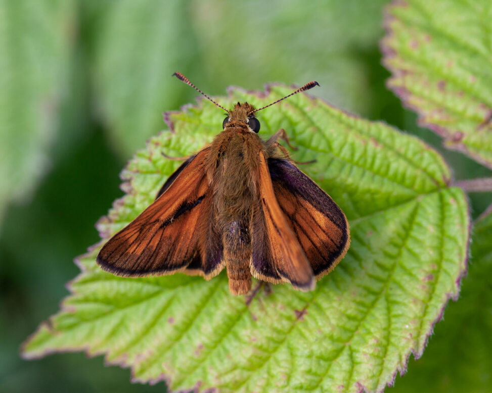 Rostfarbiger Dickkopffalter Ochlodes sylvanus
