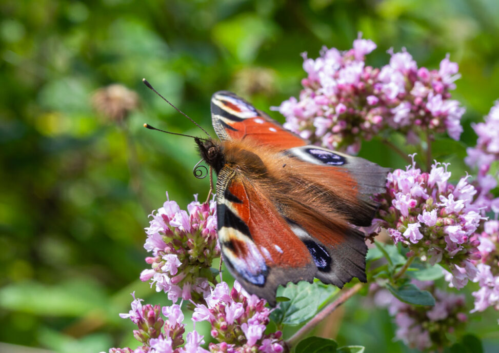Tagpfauenauge Aglais io