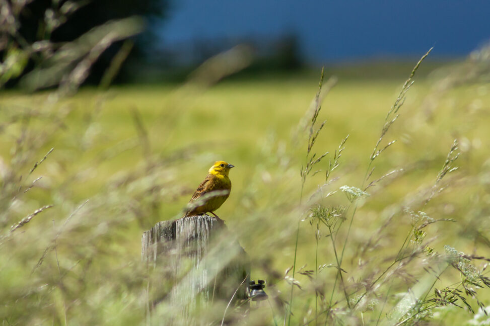 Goldammer Emberiza citrinella