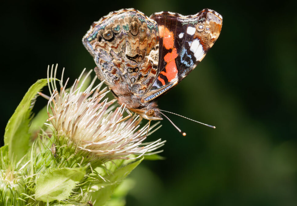 Admiral Vanessa atalanta