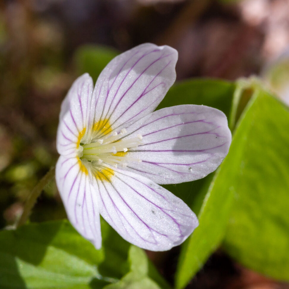 Blüte des Wald-Sauerklees Oxalis acetosella