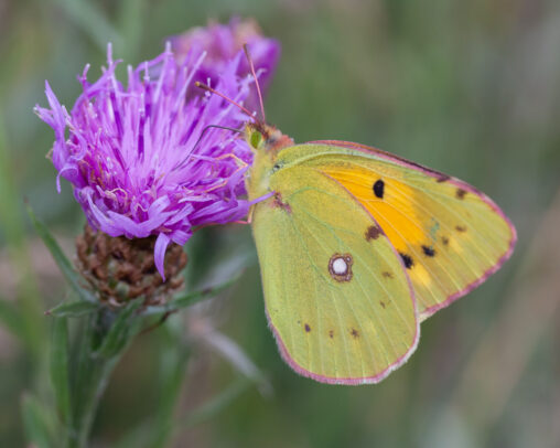 Postillon Colias crocea