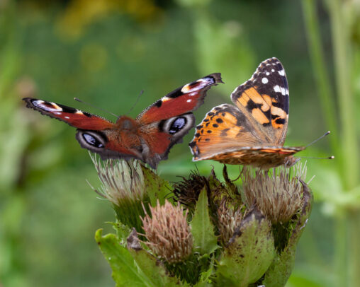 Tagpfauenauge Aglais io und Distelfalter Vanessa cardui auf dem Blütenstand einer Kohl-Kratzdistel Cirsium oleraceum