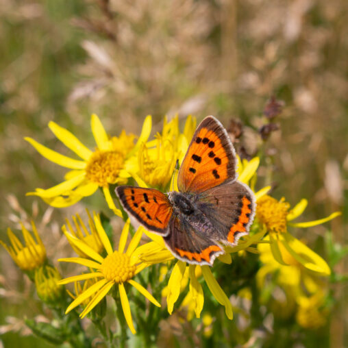 Kleiner Feuerfalter Lycaena phlaeas, Desenberg