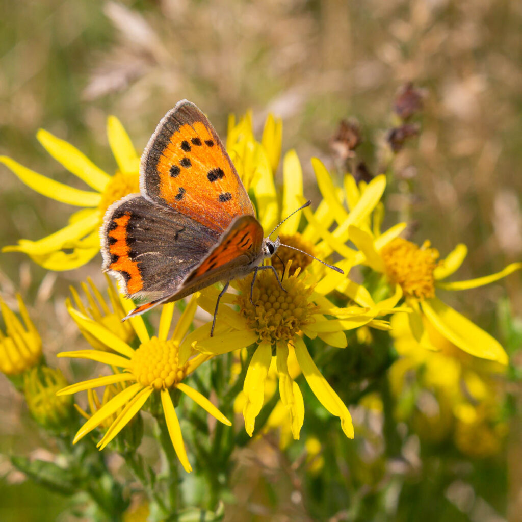 Kleiner Feuerfalter Lycaena phlaeas, Desenberg