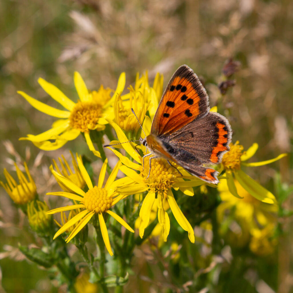 Kleiner Feuerfalter Lycaena phlaeas, Desenberg