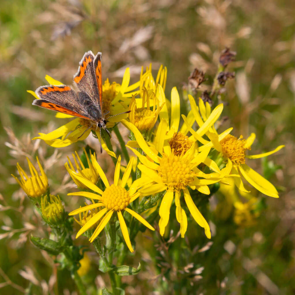 Kleiner Feuerfalter Lycaena phlaeas, Desenberg