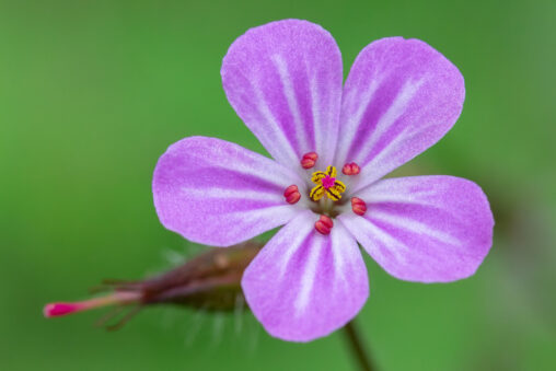 Ruprechtskraut Geranium robertianum