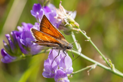 Braun-Dickkopffalter Thymelicus spec.