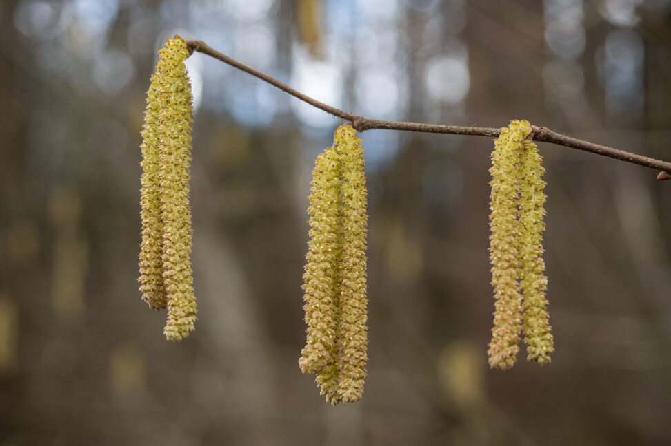 Gemeine Hasel Corylus avellana, männliche Blütenkätzchen