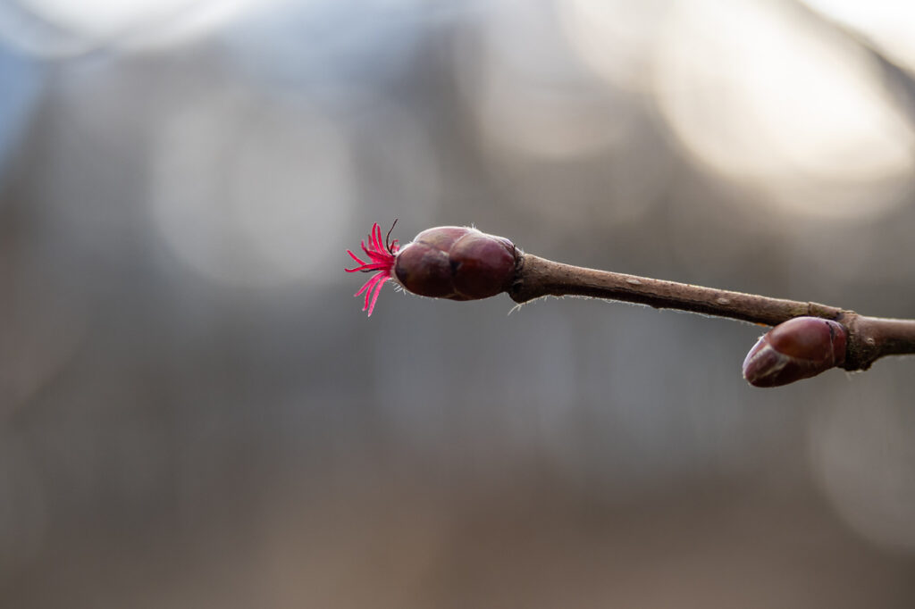 Gemeine Hasel Corylus avellana, weibliche Blüte