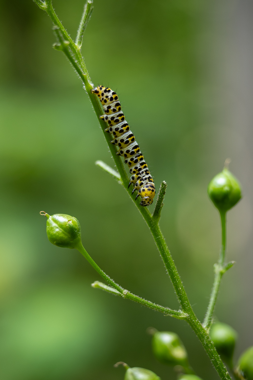 Raupe des Braunwurz-Mönch Cucullia scrophulariae