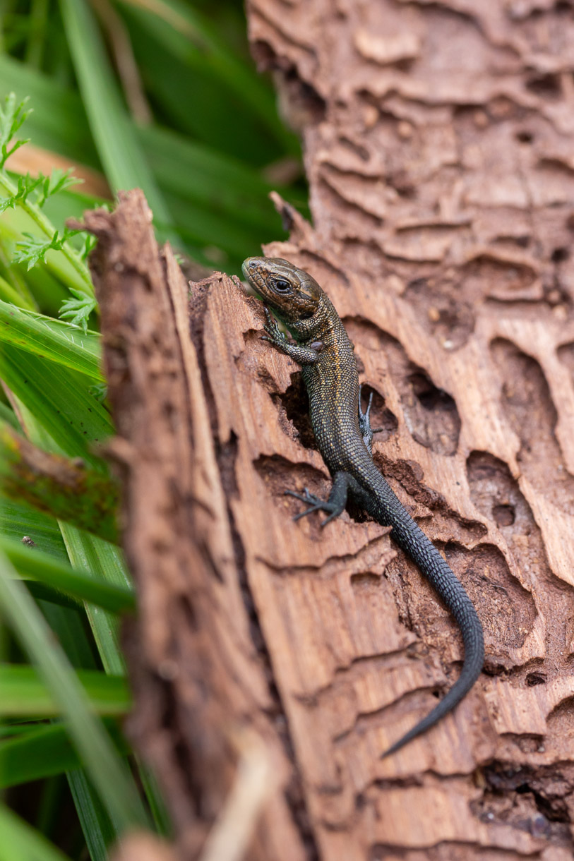 Waldeidechse Zootoca vivipara